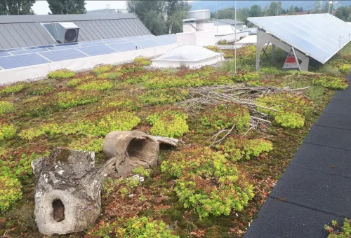 Bienendach/Biodiverses Gr&uuml;ndach