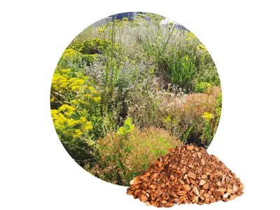 Gründach Pflanzen und Substrat